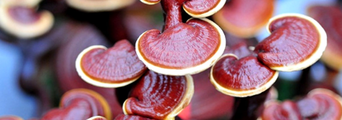 Reishi Mantarı Faydaları